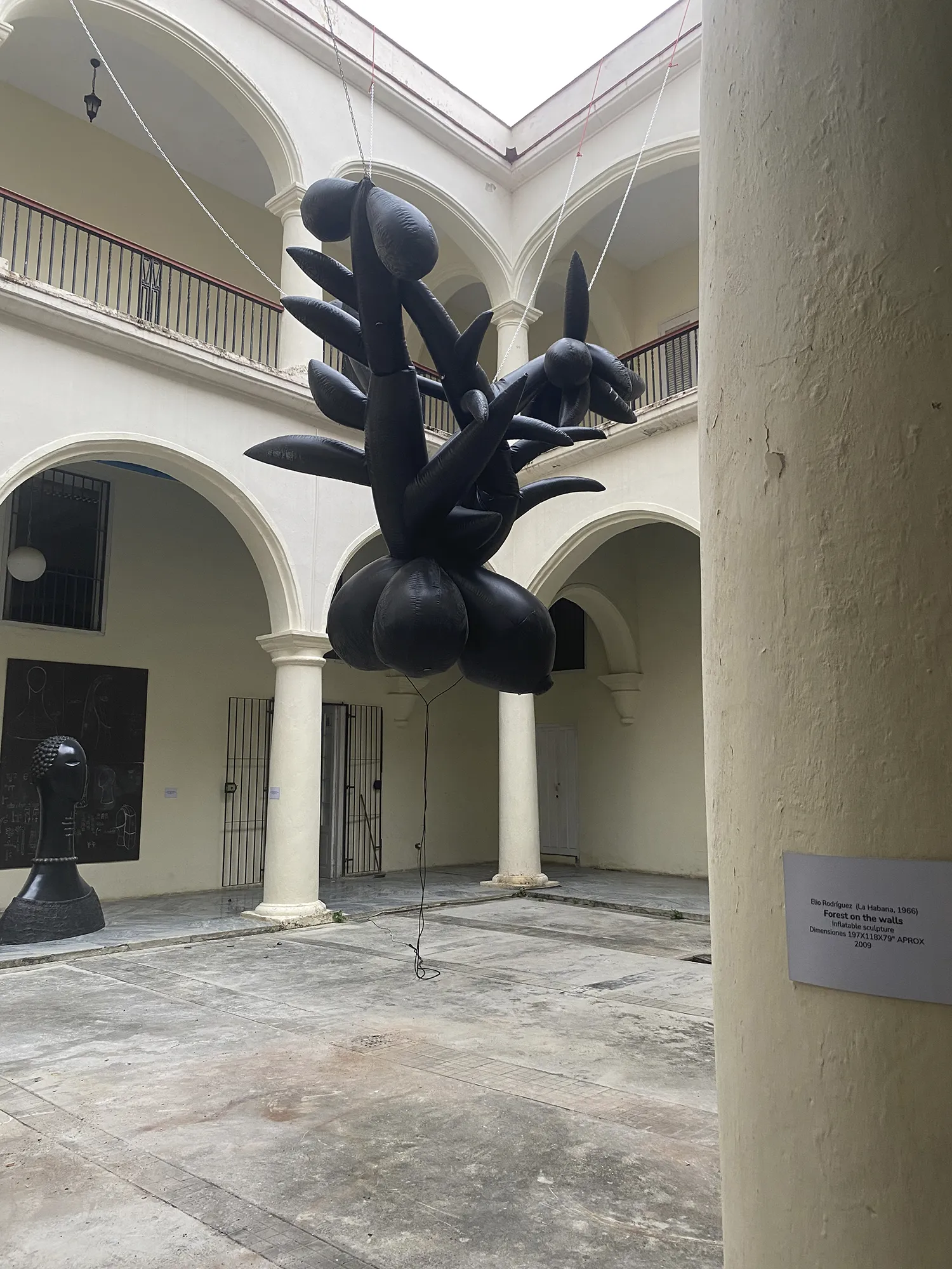 ceiba_lam 2024